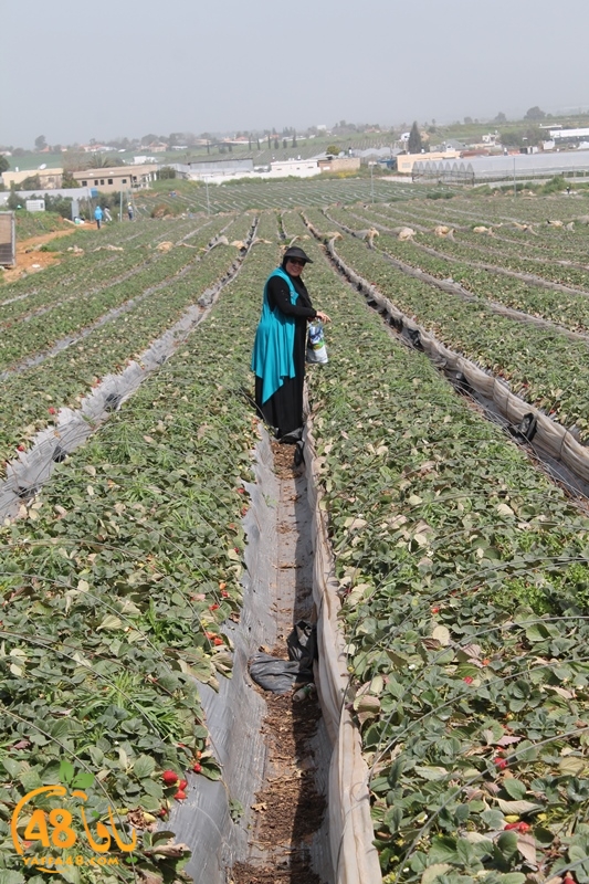 a7bab aqsa farawla (16).JPG